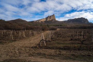 Winter sunset in the vineyard of Crimea. Moody sky
