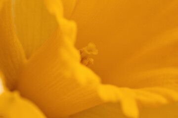 Fototapeta na wymiar macro photo of a daffodil flower. beautiful spring flower close-up out of focus. yellow abstract background, selective focus