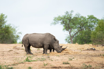 Obraz premium A White Rhino cow and calf seen on a safari in South Africa