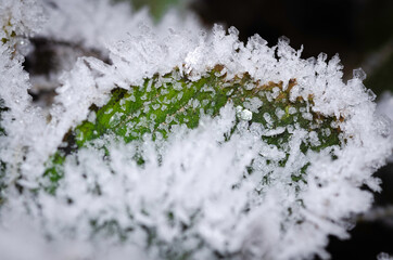 hoarfrost