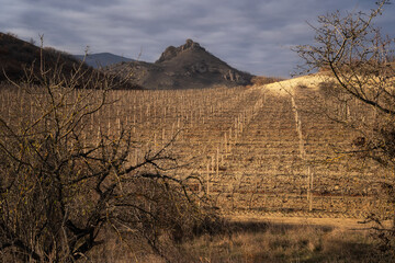Winter sunset in the vineyard of Crimea. Moody sky