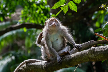 Young Macaque monkey (Macaca Fascicularis), crouched on tree limb, scratching with his hind leg. Forest in background. In the sacred monkey forest, Ubud, Bali, Indonesia.
