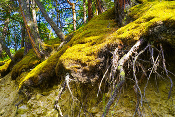 Tree roots overgrown with moss in the fairy forest in the Chegem gorge