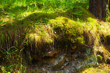 Stones covered with moss in the fairy forest in the Chegem gorge
