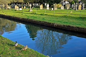 Fototapeta na wymiar Ducks, river and cemetery
