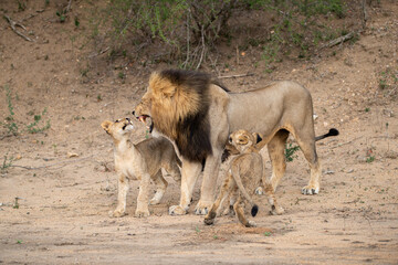 A large male Lion being greeted by his cubs on a safari in South Africa