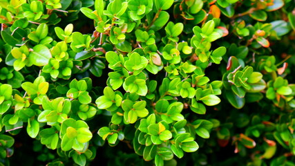 Macro of mountain boxwood on a dark background