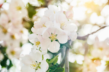 Apple tree blossom close-up. White apple flower on natural background and sunny reflection.