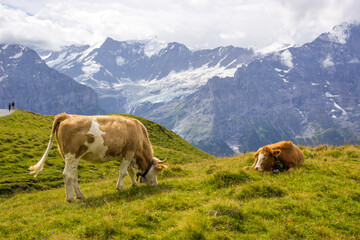 Fototapeta na wymiar Animals grazing on mountain pastures on a sunny day in Swiss Alps