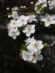 Blüten im Frühling