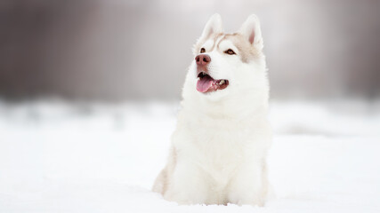 siberian husky dog in white winter snow © Krystsina