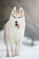siberian husky dog in white winter snow