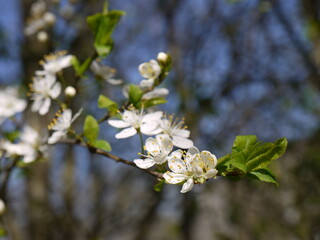 Blüten im Frühling