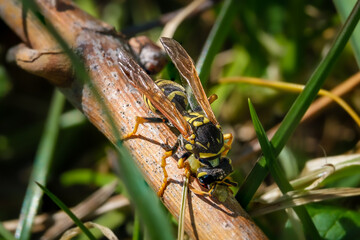 Vasp eating bug
