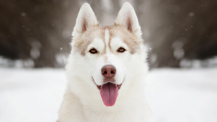 siberian husky dog in white winter snow