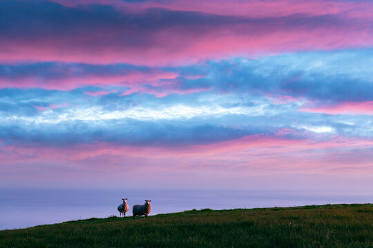 Incredible sunset view on the summer Faroe islands with two sheeps on a foreground. Mykines island, Denmark. Landscape photography