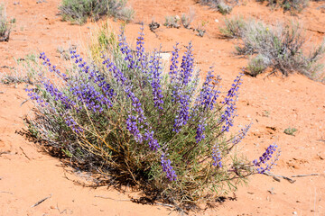 Wild lupine flowers blooming in Arches National Park in springtime - Moab, Utah, USA