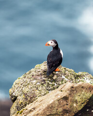 Famous faroese bird - puffin on the edge of coast of Faroe island Mykines in Atlantic ocean. Faroe islands, Denmark. Animal photography