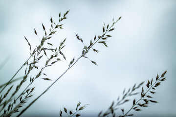 Straw 2