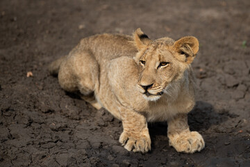 Obraz na płótnie Canvas A lion cub seen on a safari in South Africa