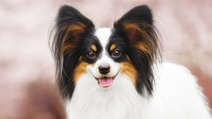 papillion dog portrain with blossom trees