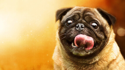 pug dog portrait 