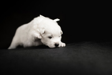 white puppy of samoyed dog on black background seek something