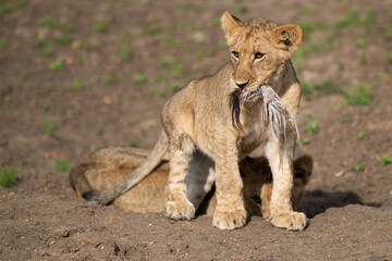 Obraz na płótnie Canvas A lion cub seen on a safari in South Africa