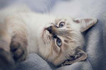 Portrait of a kitten lying on a blanket, top view.