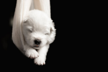 white puppy of samoyed dog on black background sleep in scarf