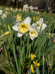 Frühlingsblumen