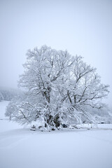 snow covered tree