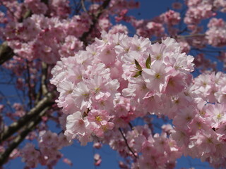 Blüten im Frühling