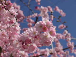 Blüten im Frühling
