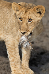 A lion cub seen on a safari in South Africa