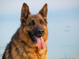 german shepherd dog