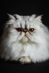 persian cat on black background