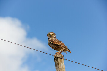 Owl standing on stick in day with blue sky looking at the camera