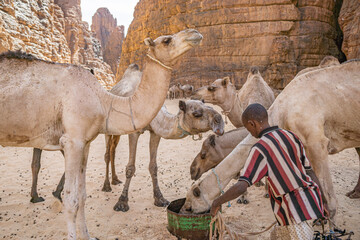 A herd of camels are drinking water in the Bashikele Valley, Chad, Africa