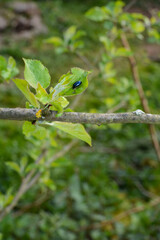 One dark blue beetle on a branch in a green nature