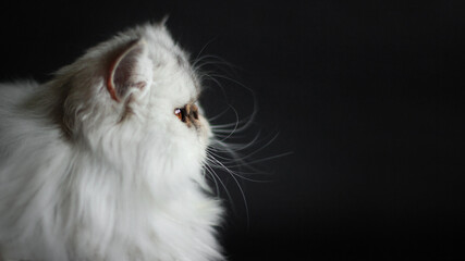 persian cat on black background
