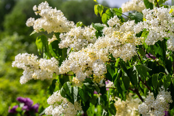 Blooming yellow lilac Primrose Syringa vulgaris 
