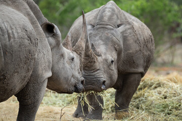 2 White Rhino seen on a safari in South Africa