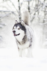 malamute dog play in snow in cold white winter