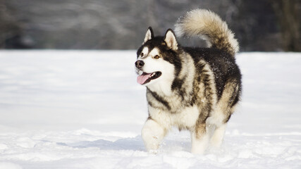 malamute dog play in snow in cold white winter