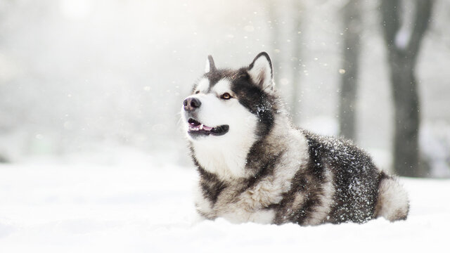 malamute dog play in snow in cold white winter
