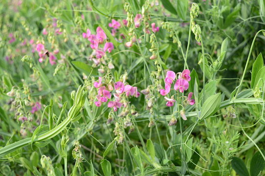 Closeup Lathyrus latifolius known as perennial peavine with blurred background in summer garden