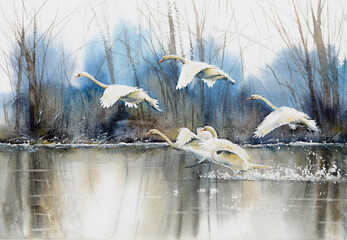 White swans flying over water. Picture created with watercolors.