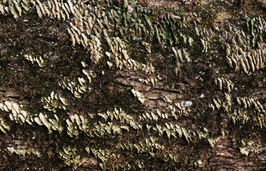 Log close up, sawn tree side view of sharp parts of felled log. Wood textured wall for background or design. Mushrooms and moss grow on old stump in forest.