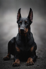 portrait of a black doberman dog in fog grey nature road